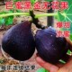 特大无花果树苗早熟新品 种紫果盆栽地栽耐寒南方北方种植当年结果