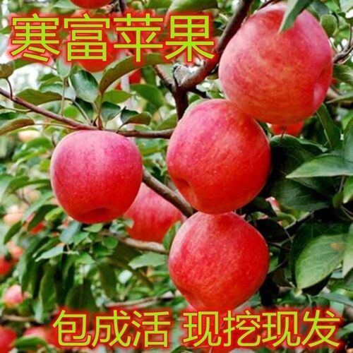 苹果树苗东北耐寒寒富苹果苗水果树苗庭院果树苗南北方种植