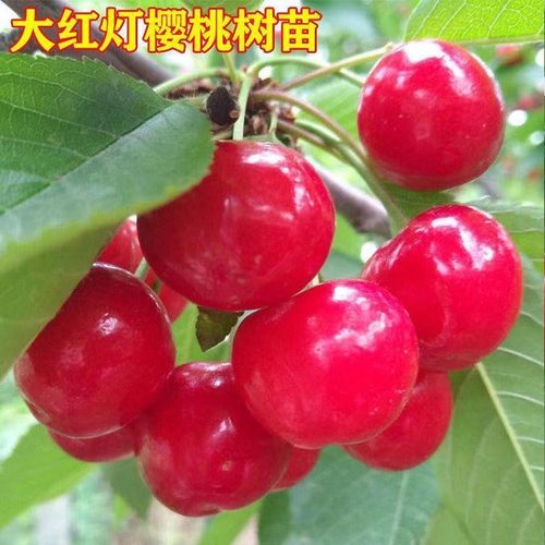 樱桃树苗嫁接红灯樱桃苗南北方种植盆栽地栽车厘子苗当年结果