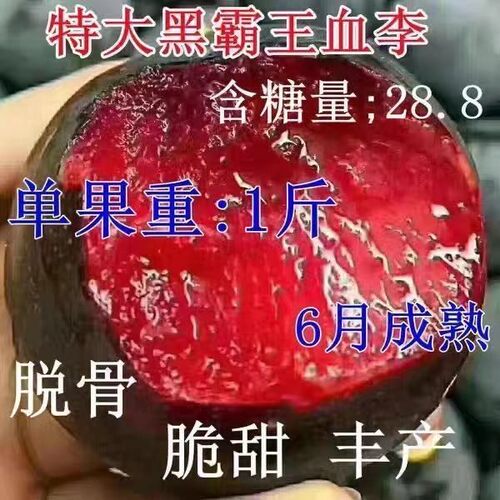 特大黑霸王李子树苗脱骨红