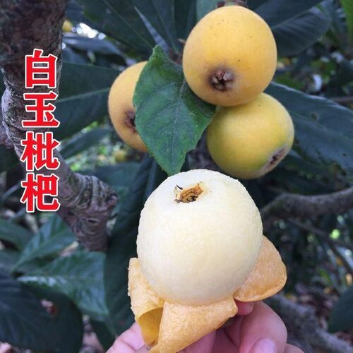 白玉枇杷树苗嫁接耐寒南北方种植盆栽地栽当年结果树苗枇杷苗