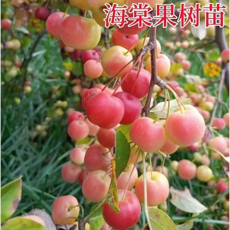 海棠果树南北方庭院地栽种