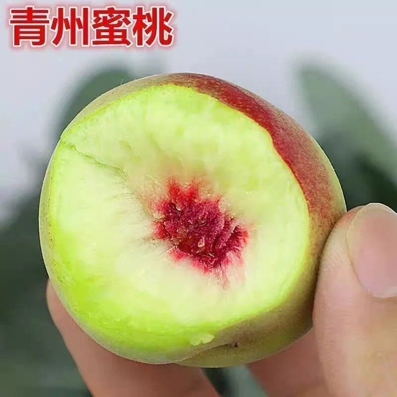 青州蜜桃树苗冬雪晚熟嫁接