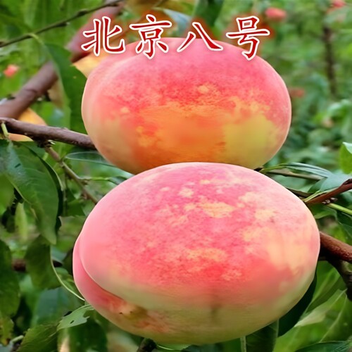 正宗北京8号桃树苗嫁接桃树苗脆甜桃子树苗南方北方种植当年结果