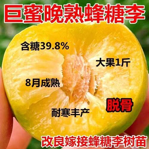 嫁接李子树苗果蜂糖南北方