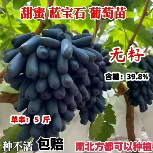 甜蜜蓝宝石葡萄苗果树当年