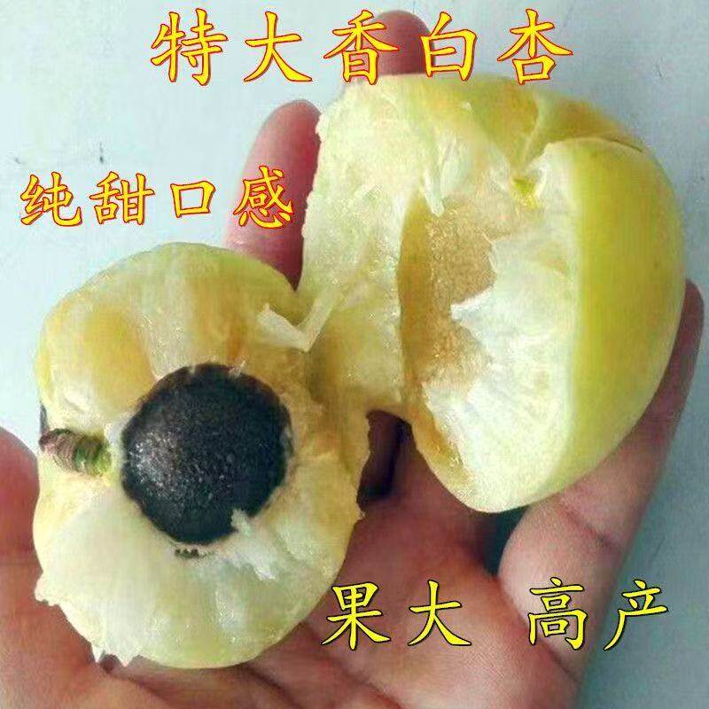 特大香白杏树苗杏苗嫁接苗果树新品种盆栽地栽南北方种植当年结果