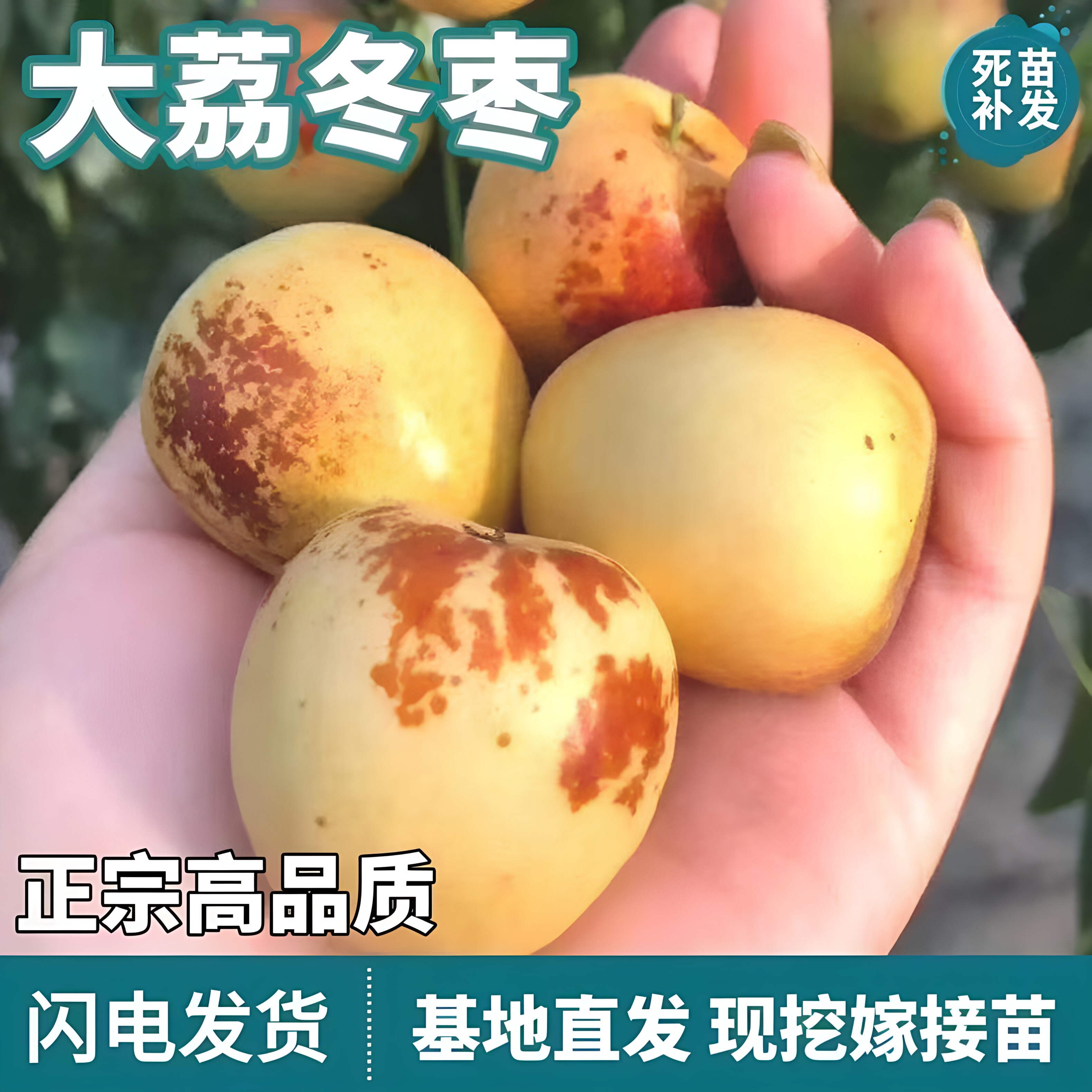 陕西大荔冬枣树苗沾化枣树活苗嫁接枣树苗南北方种植当年结果地栽