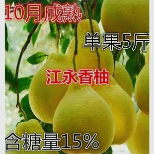 江永香柚子苗 嫁接柚子树苗 甜柚蜜柚子果树苗沙田柚子苗当年结果