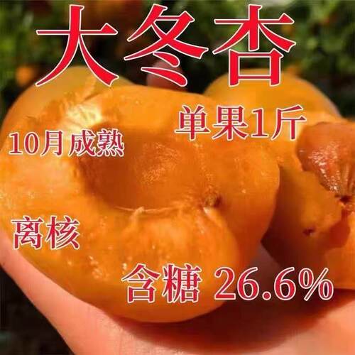 晚熟冬杏树苗杏树果苗嫁接新品种水果苗杏树苗脆甜冬杏树苗果