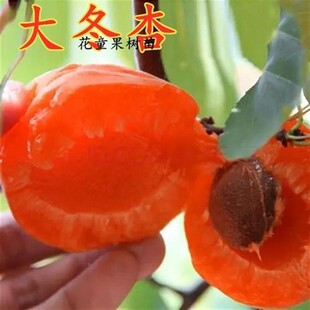 晚熟冬杏树苗杏树果苗嫁接新品种水果苗杏树苗脆甜冬杏树苗果