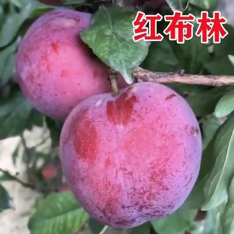 正宗红布林李子树苗特大新