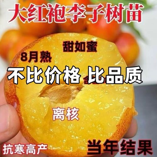 新品种苗大红袍树嫁接果南