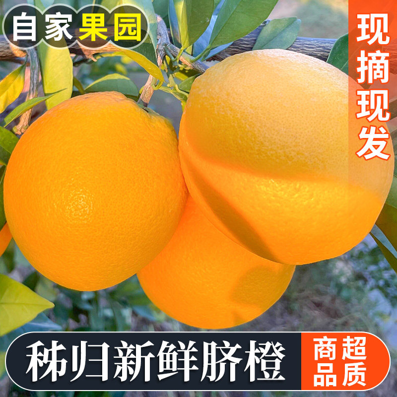 中通包邮湖北秭归脐橙橙子应季新鲜水果赣甜南橙手剥榨汁橙子批发,水产肉类/新鲜蔬果/熟食,橙,淘宝优惠券,粉丝福利购,淘宝优惠卷
