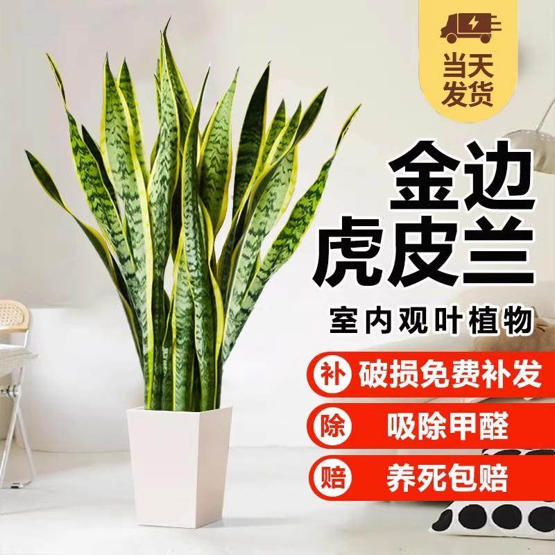 金边虎皮兰绿植盆栽室内大型花卉客厅吸甲醛多肉植物好养活虎尾兰
