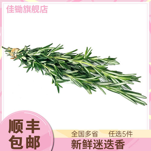 新鲜迷迭香250g 迷失香可食用牛排西餐烧烤香料调料 5件顺丰包邮