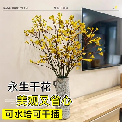 澳洲袋鼠爪鲜花干花云南基地直发家用插花顺丰次日达花期超长真花