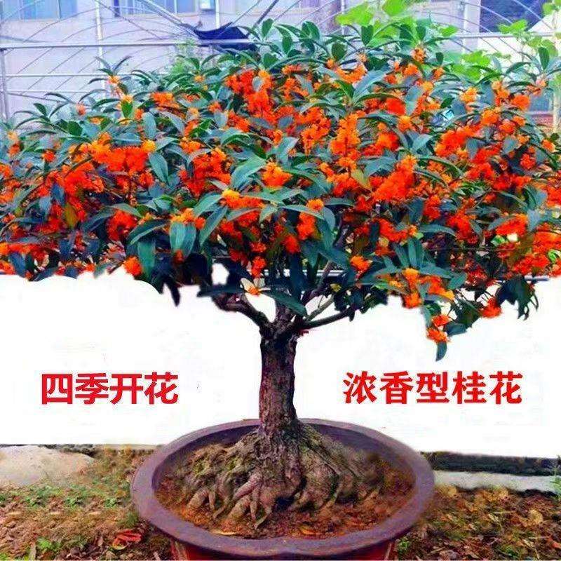 桂花树室内外金桂盆栽庭院浓香型花卉四季开花盆景丹桂绿植