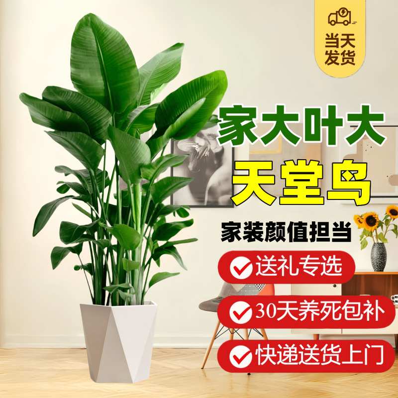 天堂鸟盆栽室内客厅大型绿植办公室大叶植物花卉鹤望兰去甲醛新房