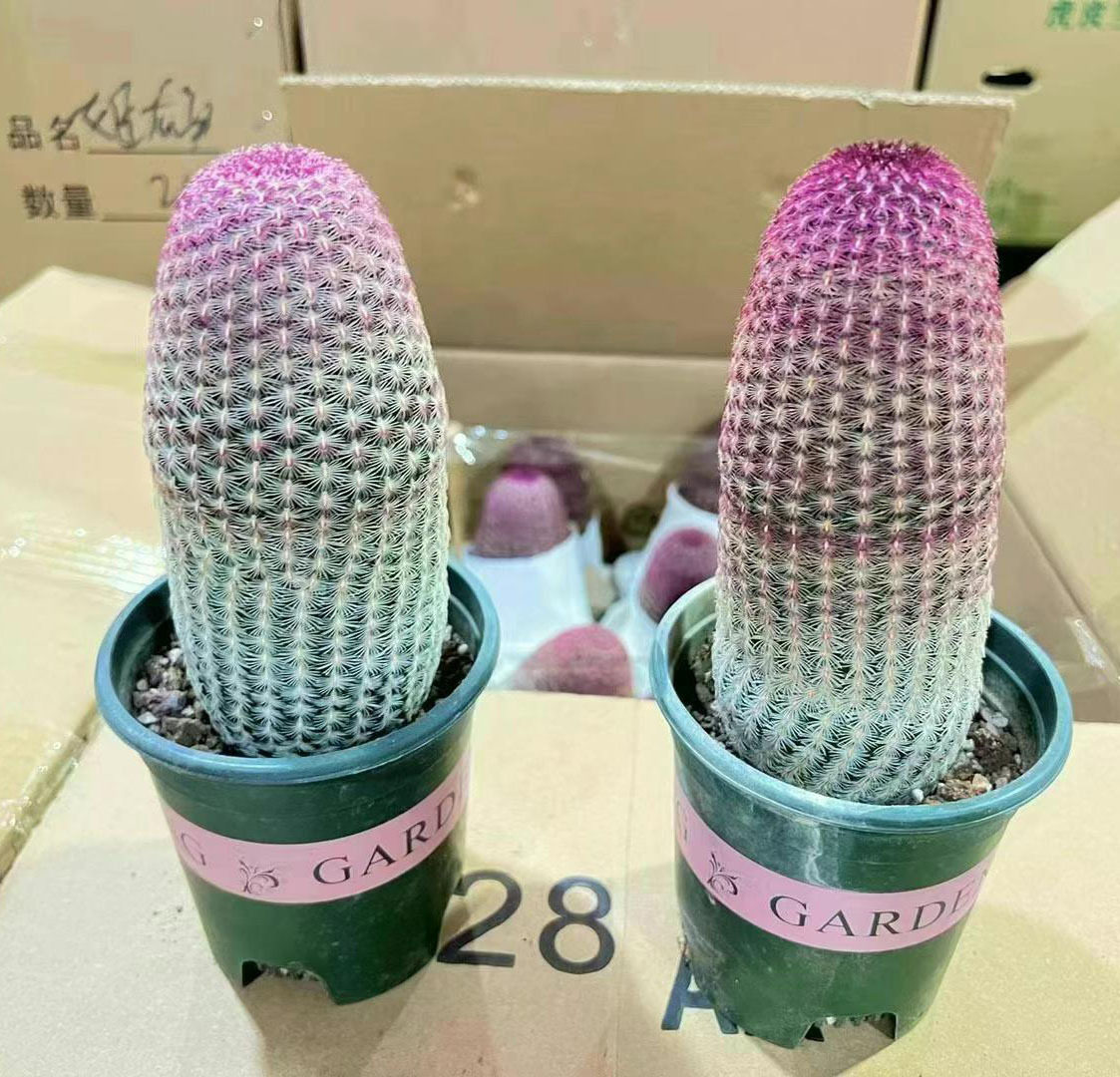 基地直销仙人掌多肉植物小盆栽花卉加仑精品自根红太阳24装