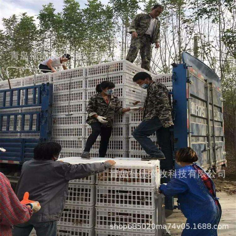 厂家直销鸡鸭运输笼 鸡鸭鹅运输笼 塑料运输鸡笼 厂家供应鸭笼