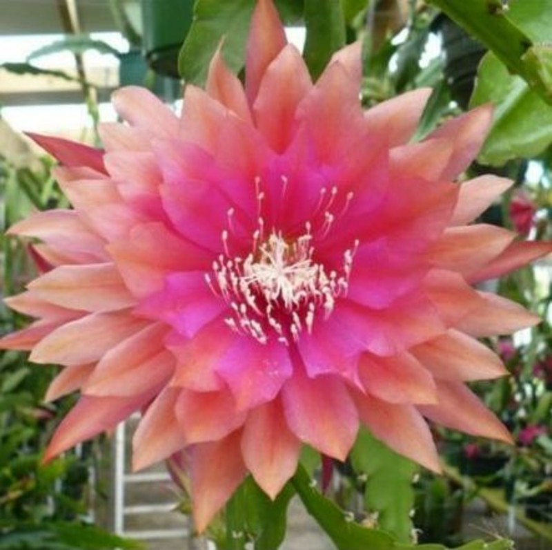 进口令箭荷花苗i大花品种包活包对版落幕宝盒瑭黄棉花糖灰鸦嗓云