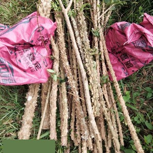 花椒木手棍花椒木棍花椒木文玩棍花椒木健身棍纯天然野生花椒木棒