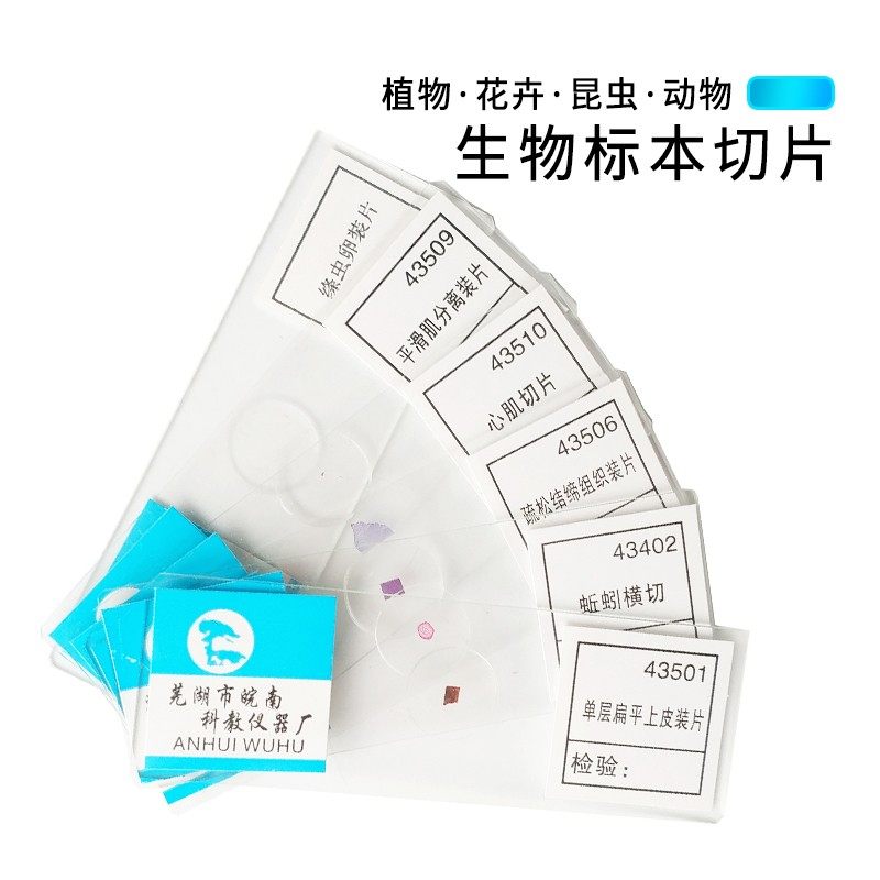 淋巴结团藻曲霉伞蕈囊虫字母eE洋葱鳞片叶表皮水绵黑根霉正常人染