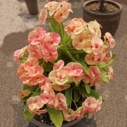 开花虎大花盆栽花芳海棠梅刺脸晒种新品小四季苗叶大铁热稀有耐旱