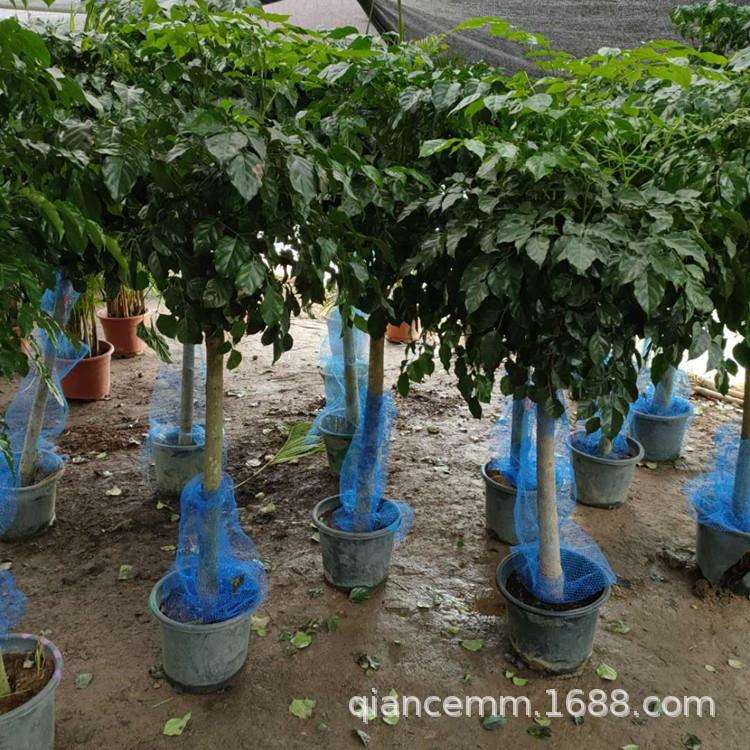 大绿植幸福树盆栽盆景客厅办公室花卉植物家居水培绿植花卉