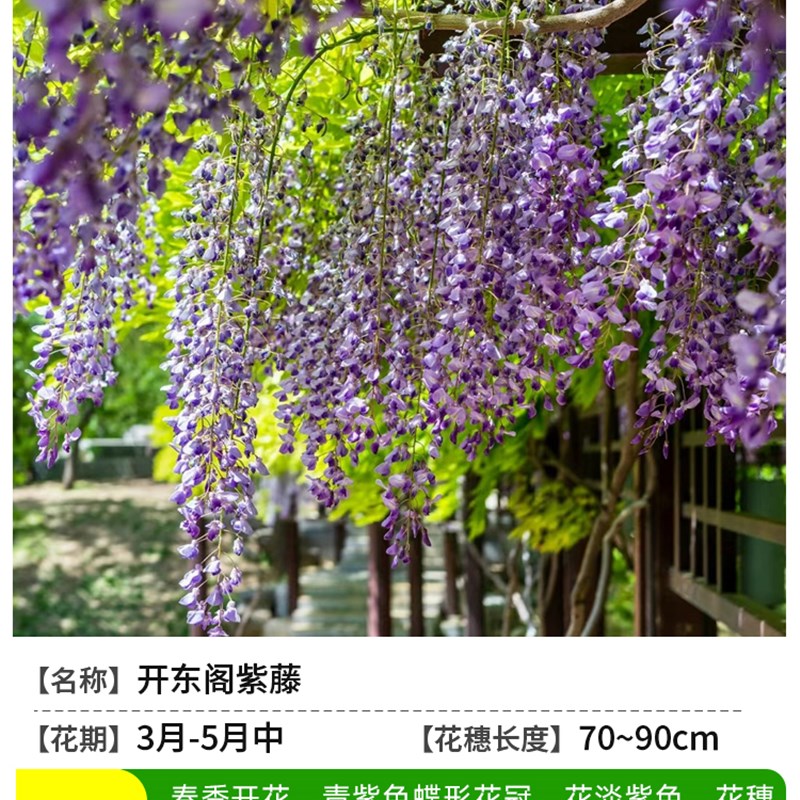 普罗旺斯紫藤花苗爬藤植物紫滕花树苗庭院盆景紫S腾大树苗四季开