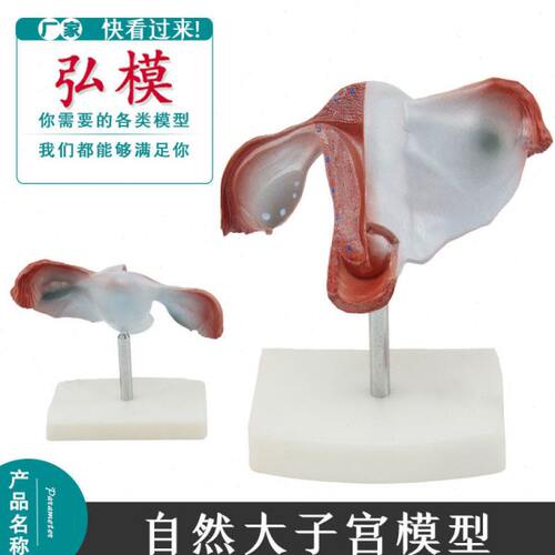 弘模自然大1:1  人体子宫解剖示教模型 生殖器模具 教学用道具