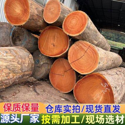 红椿木原木 红椿板材 红椿木料耐腐蚀 适用于实木家具材 工艺品材