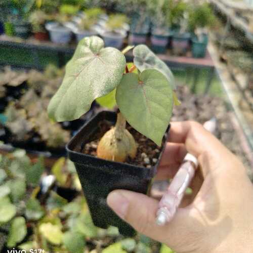 红脉榕 Ficus petiolaris 多肉块根绿植Ficus palmeri 红脉白面榕