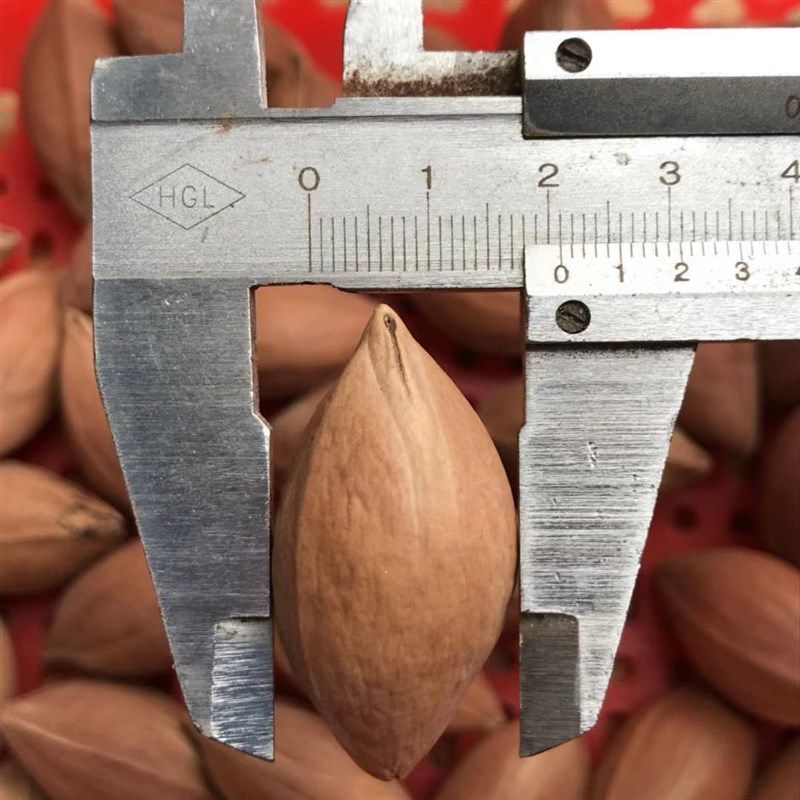 橄榄核原料陈年老红m料饱满十八罗汉单件大长核核弥勒财神编号740