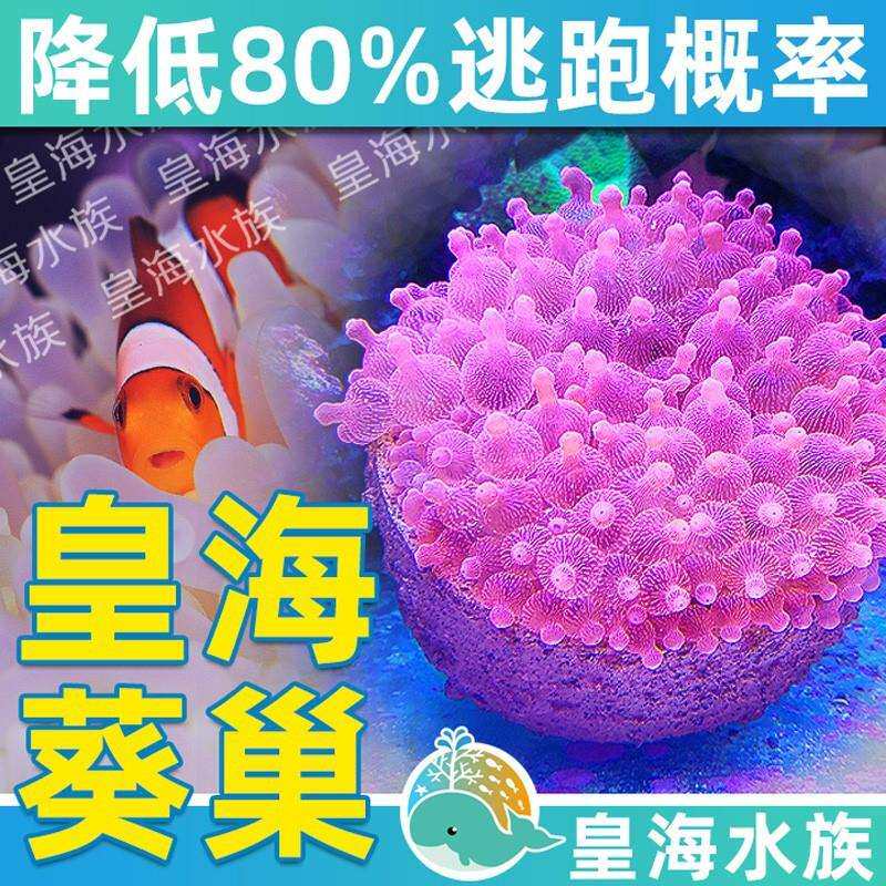 皇海葵巢奶嘴杯防跑神器窝家屋珊瑚罐子鱼缸造景装饰海葵窝固定