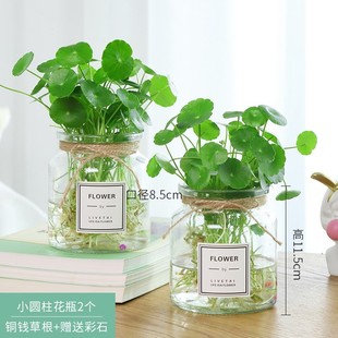 铜钱草水泡植物水里养的水w培小型迷你家养房间客厅卧室书房摆件