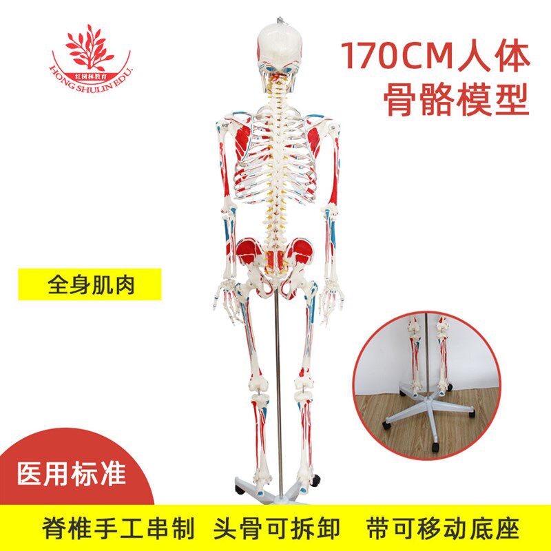 170cm人体骨骼模型手工串制排列整齐多款式可选医学专业骨骼模型