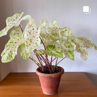 彩叶芋粉色飞溅夏日微风客厅观叶红色闪光甜心庆典马菲特植物盆栽