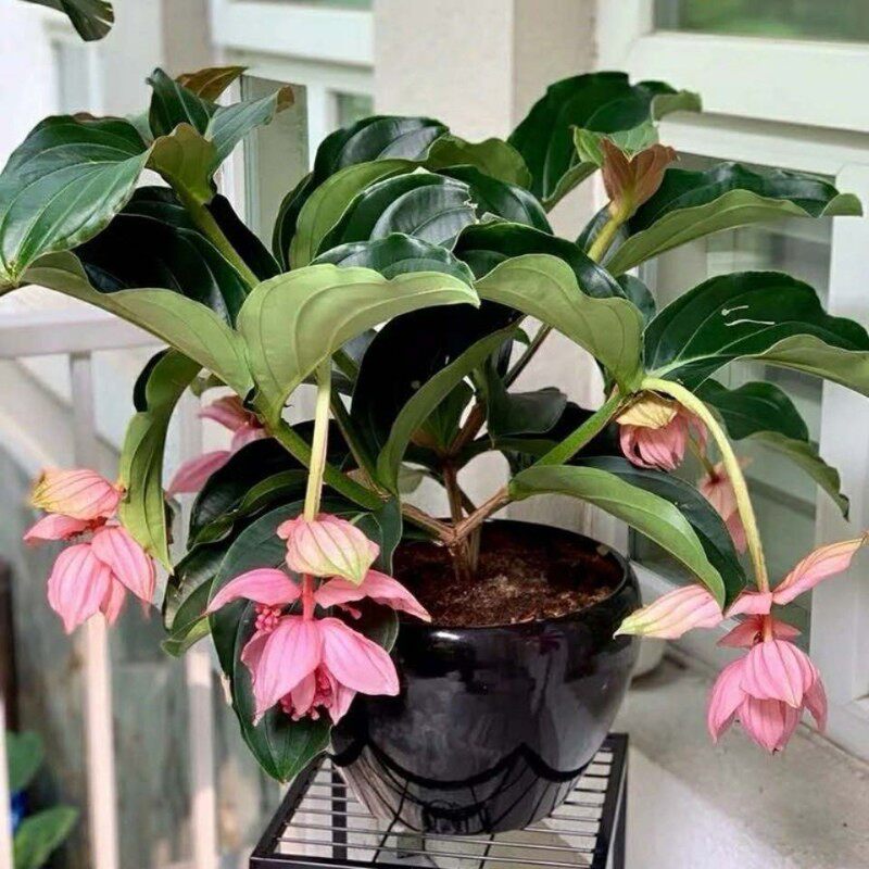 宝莲灯花盆栽进口花苗绿植花卉客厅植物珍珠宝莲灯小苗美丁花好养