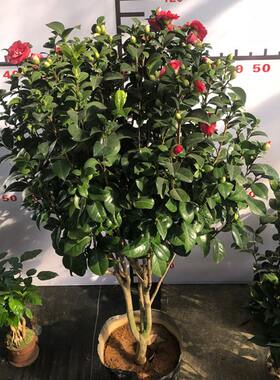 茶花苗花露珍四季开花红露珍绣球花蝴蝶带花苞绿植盆栽庭院复色花