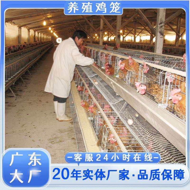 广东蛋鸡笼生产厂家鸡舍家用自动滚蛋养殖笼阶梯式蛋鸡笼养鸡设备