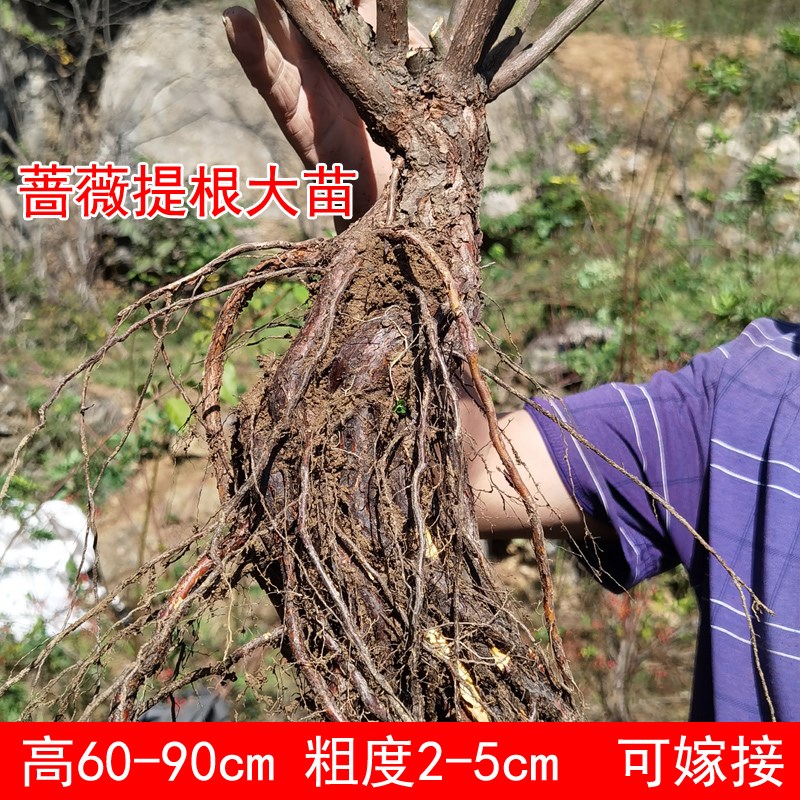 月季盆景提根蔷薇高提根50-90cm无刺蔷薇实生根苗树月季嫁接砧木