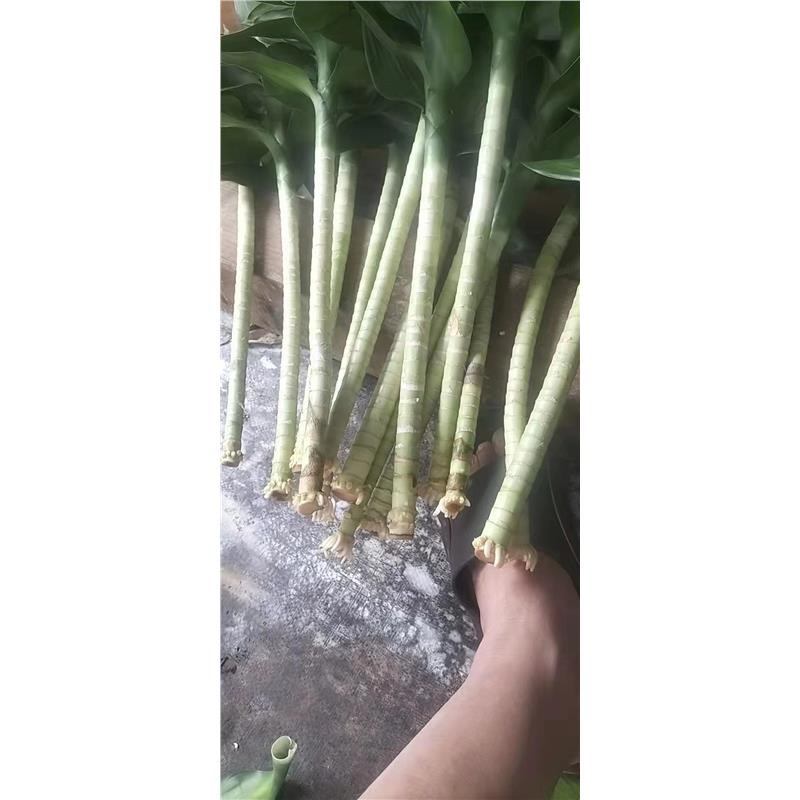 文昌竹4支 带根节节高水培文昌竹绿植花卉植物室内花富贵竹水养开