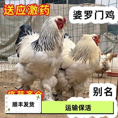 正宗婆罗门鸡活苗纯种梵天