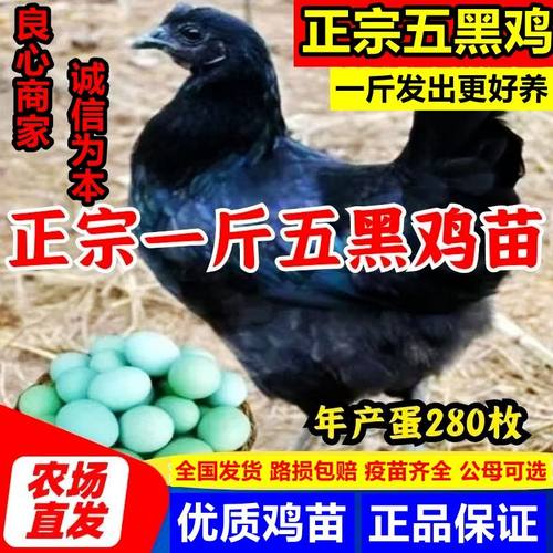 五黑鸡活苗纯种一绿壳蛋半