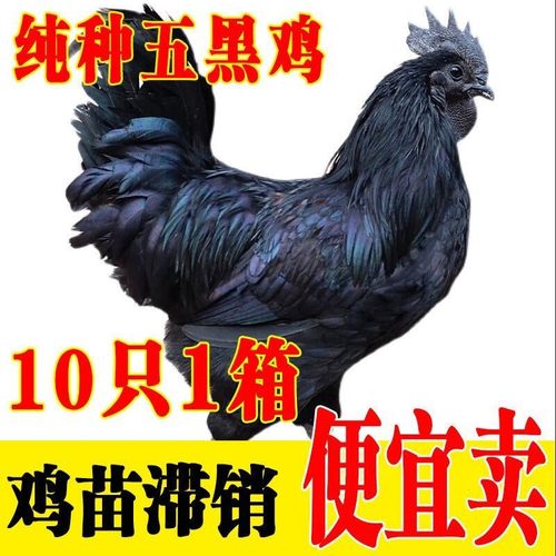 五黑鸡苗半斤乌骨活绿壳蛋