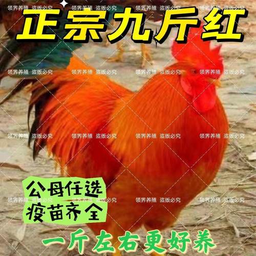 现货秒发一斤青年九红活苗