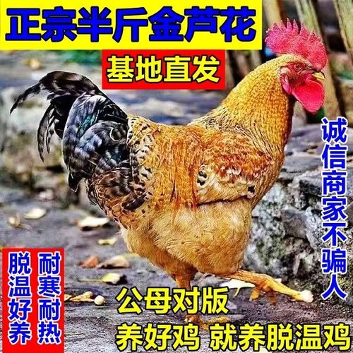 正宗半斤金芦花鸡苗现货发