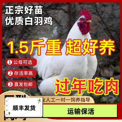 15斤发货美国双A肉鸡苗大